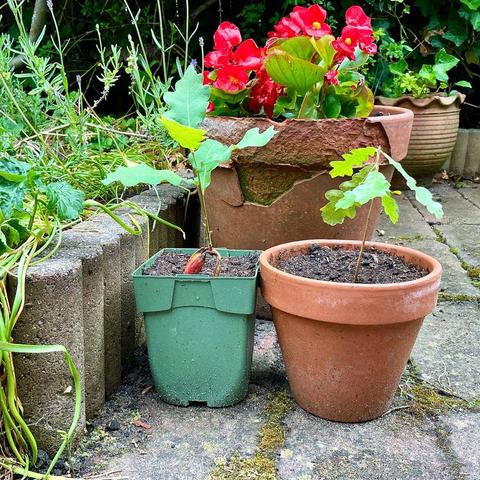 2 tiny oak trees, sprouting their first 5 leaves, in a green plastic, and in a terracotta container. In the background, there is some more of the plants and pots in the garden visible.