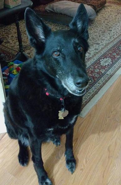 A 10 year old black German Shepherd mix dog is sitting on a floor waiting to be given a treat.  Her gentle brown eyes are happy and expectant.  Her mouth is slightly open, looking like she is smiling.