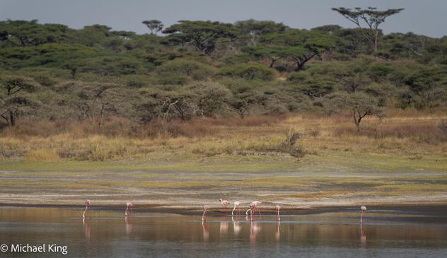 A wide shot of flamingos on the edge of the lake