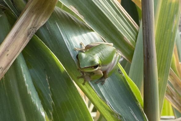 A very small green frog perched on some broad leaf grass. The sun is behind a cloud and coming from behind the frog.