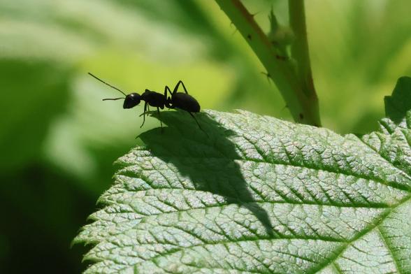 An ant feels its way around a leaf.