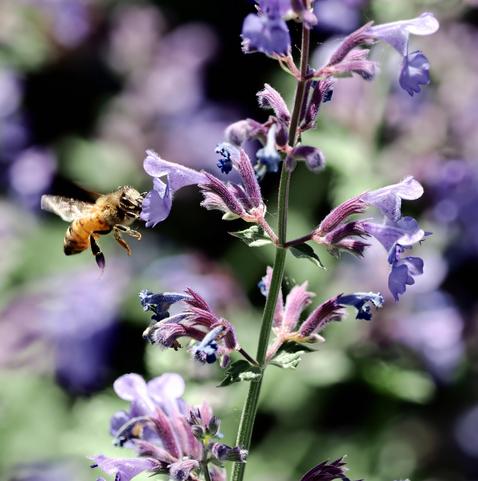 This tall plant with purple flowers is some kind of ornamental catmint. It has attracted honeybees, one of which can be seen hovering in the lip of one of the flowers.