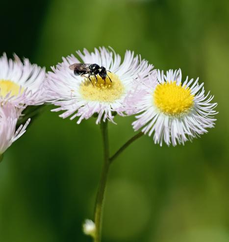 This tiny wildflower, which has a yellow center and many  thin, fringe-like white/pink petals, is some kind of fleabane.  It has attracted a tiny black bee, called a spurred ceratina to it.