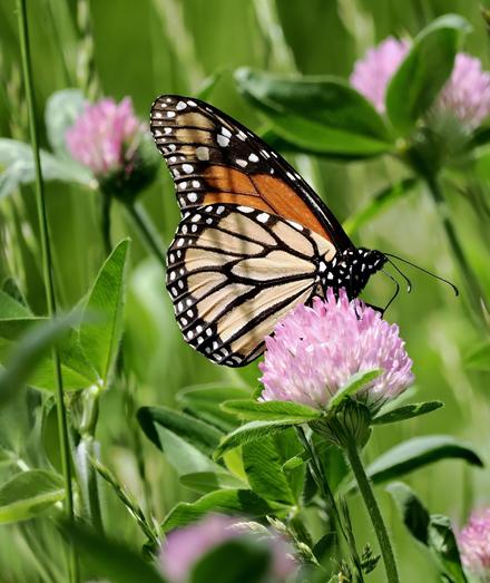 I came across an uncut meadow that was full of red clover. It has globe-like flowers that are larger than white clover and pink to fuchsia in color. On one of the flowers was perched this lovely orange, black and white monarch butterfly.