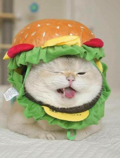 Kitty in a burger outfit