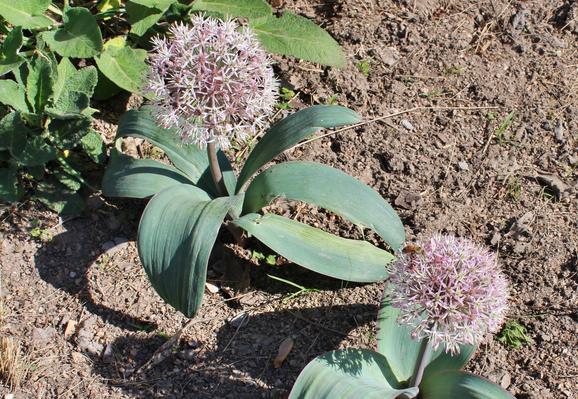 Pale green globular blossom with a tinge of pale purple on a short stem a couple of inches above its broad elongated slightly curled leaves.