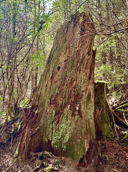 A giant craggy old tree stump, stained with moss and decorated with an encrustation of lichen. Sunlight filters through the many younger trees all around.