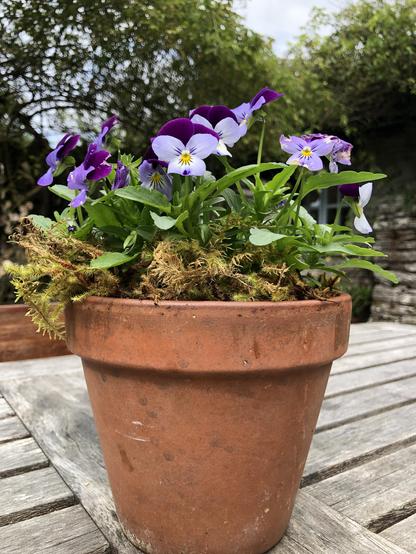 pot