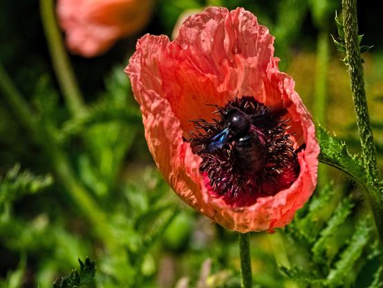 An open red poppy with a Xylocopa violacea (carpenter bee?) in it. The bee is very big, black and has transparent blue-ish wings.