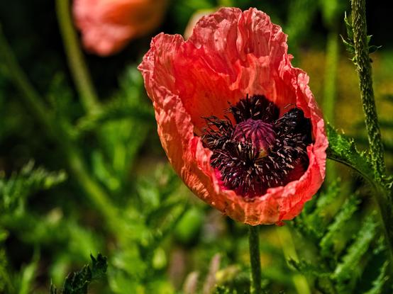 Difficult to spot, but the bee is having a great time inside the poppy.