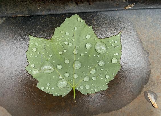 Looking down at a closeup of a Red Maple leaf, completely green and stuck tightly to the metal of a grill section. The leaf has varying sizes of water droplets, beading on its surface. Around the border of the leaf is a damp halo on the metal that serves as an oval frame for the leaf. In the bottom right is a winged maple seed, or samara, also stuck to the grill, with a similar damp halo.