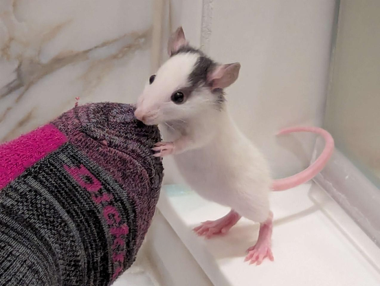 Menace, a cute white baby rat with interesting head markings, checking out a human's foot