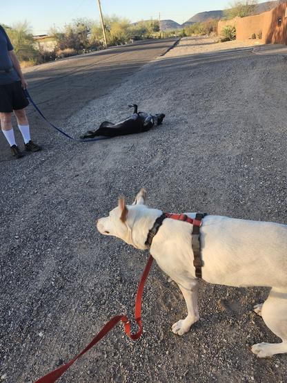 One dog having a roll in the dirt and gravel while another shakes it off, ears a-flapping