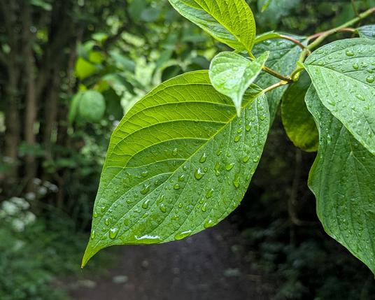 big juicy green leaf with some water droplets on it (phone photo)