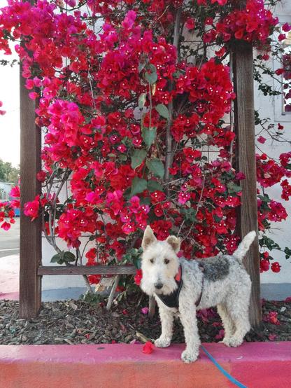 A dog stands in front of a bougainvillea plant.