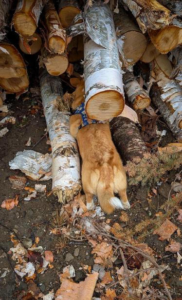 Moxxi the corgi is crawling under a pile of birch logs. Her perfect camouflage leaves us guessing of the two orange hind legs and the orange and white tail are a corgi or indeed just a different log.