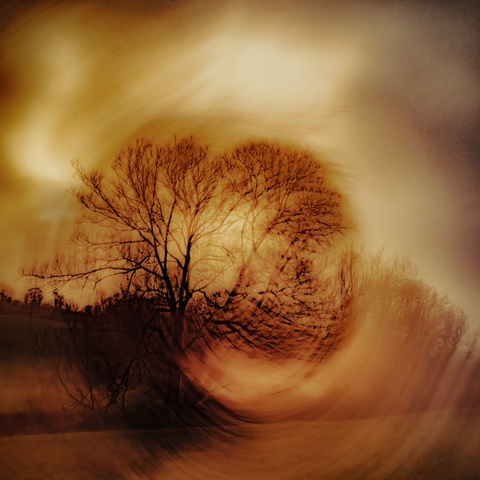 Warm intentional camera movement image of a tree