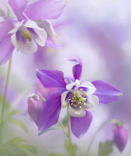 Columbine