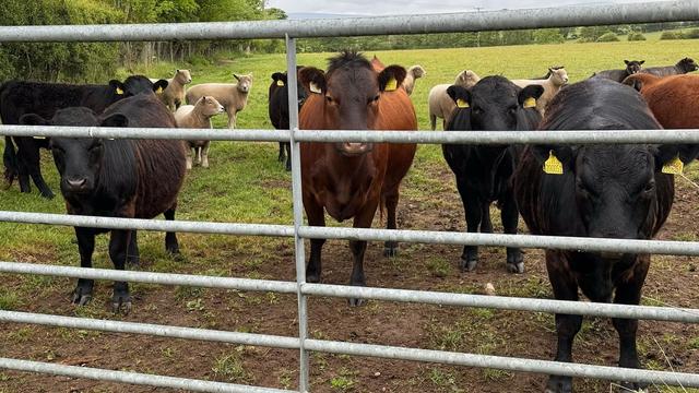 A group of small cows. Not even as high as the multi-barred metal field gate they are peering through. Most are black but there’s a brown one near the middle which is standing more upright than the others and has a tufty top to its head. They all have bright yellow ear tags. The field is green grass apart from near the gate which has been trampled and is brown and muddy. Hedges and trees in the distance.