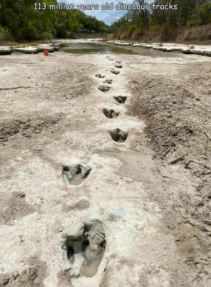 113 million year old dinosaur tracks