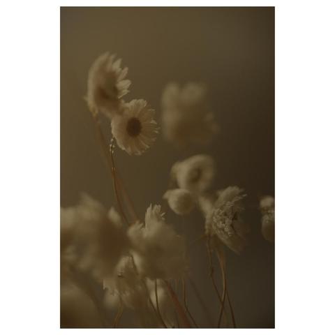 Weiße Blüten im diffusen, warmen Licht