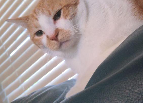 Orange and white tabby pictured at an angle, he has a serious look on his face