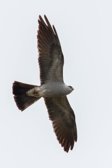 A Mississippi Kite bird soaring in an overcast sky.