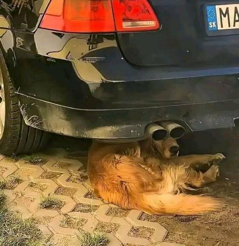 Dog resting under car. Exhaust pipe over his eyes makes it look like its eyes.