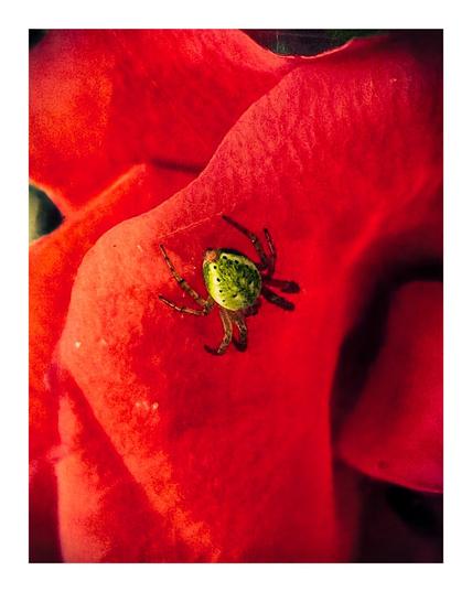 The photo is a close-up of the green spider on the red rose. The spider has a round, green body with black spots and eight legs. It is in the center of the photo - facing forward. The background is filled with more red petals.