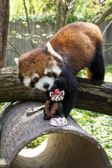Azure Generated Description:
a red panda holding a small cup of ice cream on a tree branch (40.49% confidence)
---------------
Azure Generated Tags:
mammal (99.96% confidence)
animal (99.96% confidence)
lesser panda (99.67% confidence)
outdoor (96.73% confidence)
red panda (95.38% confidence)
tree (95.08% confidence)
zoo (89.48% confidence)
panda (88.86% confidence)
procyonidae (88.18% confidence)
terrestrial animal (86.55% confidence)
fur (84.74% confidence)
ground (67.97% confidence)