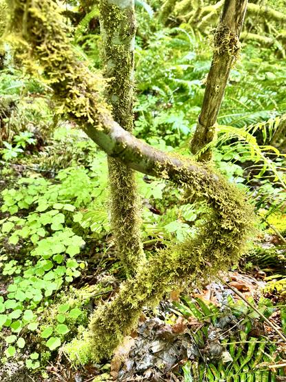 Mature vine maple trunks stand in the forest amidst endless wild greenery. The trunk in front has grown in an exaggerated bend, first one way then back the other way. All the trunks are covered in frilly fronds of moss.