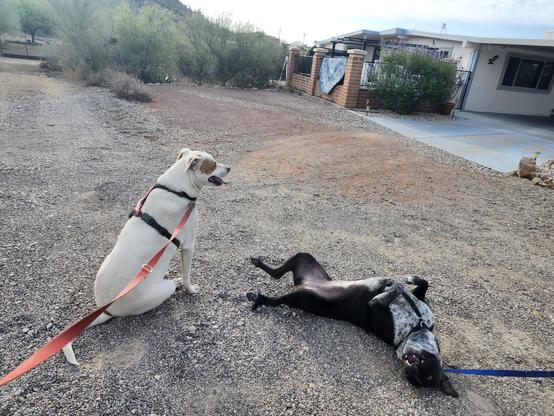 two dogs enjoying a roly-poly/have a seat moment during their walkies.