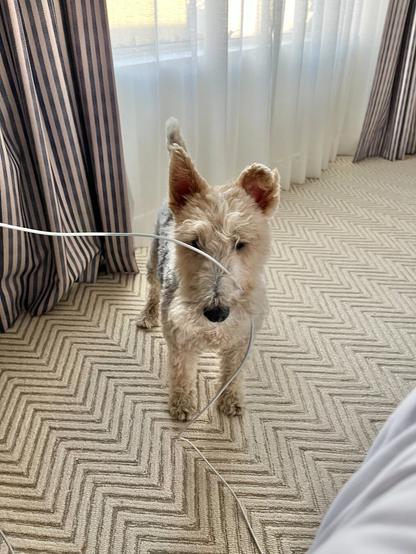 A dog looks unbothered by a wire wrapping over their nose while they stare toward the camera.