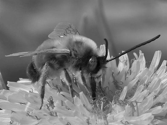 Bee, closeup, black and white, photo