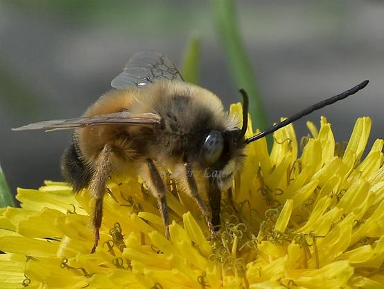 Bee, closeup, color, photo