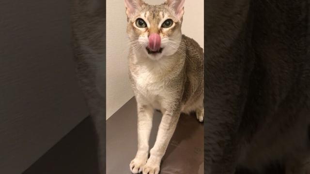 動いている洗濯機の上にのってナデナデぽんぽんを要求してくるシンガプーラなのにゃ♪ #cat #シンガプーラ#singapura