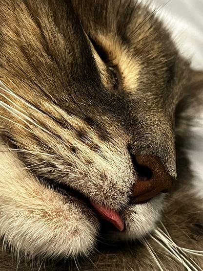 Close-up of sleeping gray tiger cat with tongue visible