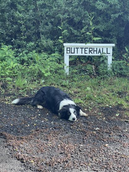 A Border Collie lies, waiting for me to catch up below a sign marked 'Butterhall'