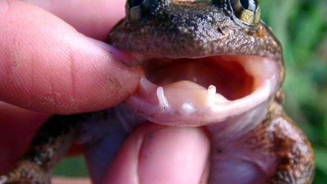 #Researchers have identified a species of #frog Limnonectes phyllofolia completely new to #science. The tiny #Indonesian #amphibians have unusual fangs in their jaws thought to be used to defend territory #Boycottpalmoil #Boycott4Wildlife https://palmoildetectives.com/2024/07/28/the-worlds-smallest-fanged-frog-found-in-indonesia/?utm_source=mastodon&utm_medium=Palm+Oil+Detectives&utm_campaign=publer