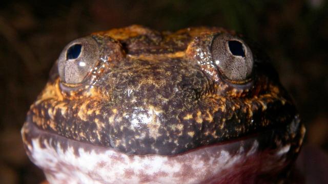 #Researchers have identified a species of #frog Limnonectes phyllofolia completely new to #science. The tiny #Indonesian #amphibians have unusual fangs in their jaws thought to be used to defend territory #Boycottpalmoil #Boycott4Wildlife https://palmoildetectives.com/2024/07/28/the-worlds-smallest-fanged-frog-found-in-indonesia/?utm_source=mastodon&utm_medium=Palm+Oil+Detectives&utm_campaign=publer