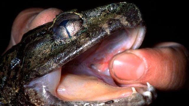 #Researchers have identified a species of #frog Limnonectes phyllofolia completely new to #science. The tiny #Indonesian #amphibians have unusual fangs in their jaws thought to be used to defend territory #Boycottpalmoil #Boycott4Wildlife https://palmoildetectives.com/2024/07/28/the-worlds-smallest-fanged-frog-found-in-indonesia/?utm_source=mastodon&utm_medium=Palm+Oil+Detectives&utm_campaign=publer