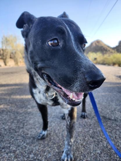 Close up of a smiling dog