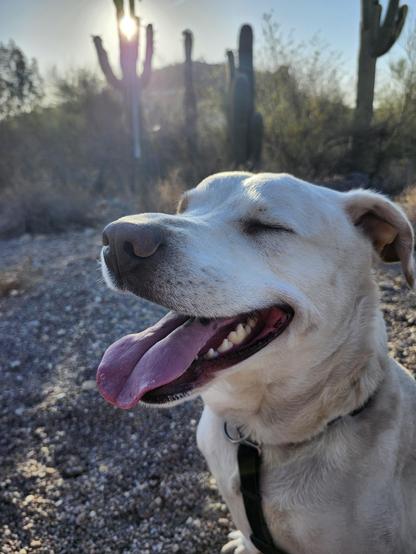 Close up of a smiling dog who is also filthy, with saguaros in the background