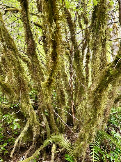 A cluster of many slender trunks of vine maple twist upward. All of them are thoroughly draped with thick furry frond coats of moss.