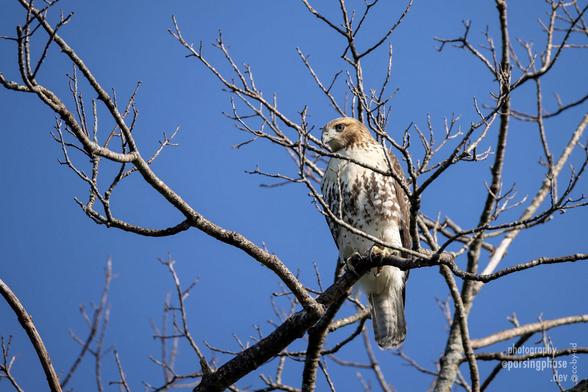 A large brown and white hawk perches among thin branches at the top of a tree, against a blue sky.