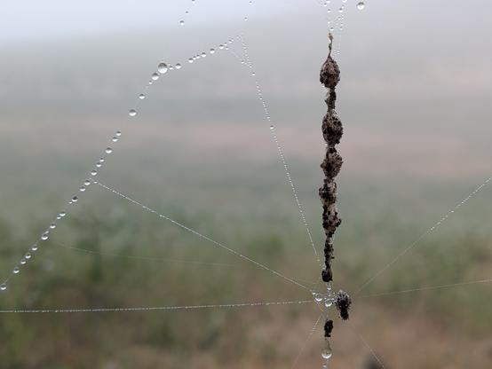 A close-up of Dewey spiderweb with a long prey trail in the middle. Behind are the pastels of a drying vineyard in NorCal.