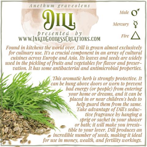 A sprig of dill and a pile of dill seeds sits against a white background. The text explains dill's metaphysical correspondences, some trivia about its origin, and ways to use it in your magickal practice. Presented by Inked Goddess Creations.