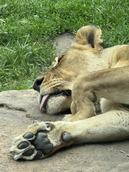 A closeup of the head of a female lion lying on her side on a big rock taking a nap with one huge paw pointing toward the camera and the other one bent at the wrist. Her tongue is slightly outside of her mouth in a cute blep.