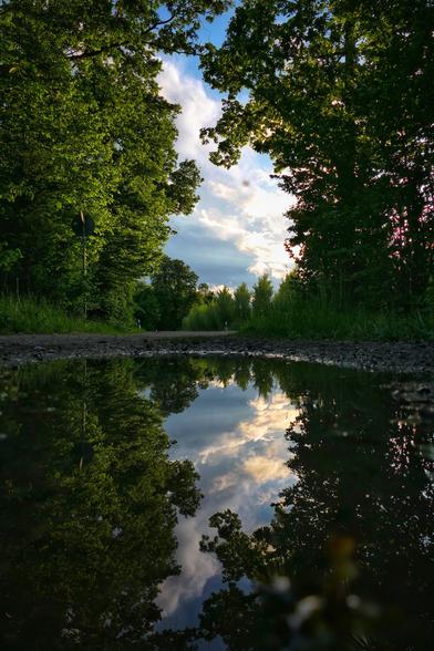 Das Bild zeigt eine malerische Landschaft mit einem Weg, der von üppigen grünen Bäumen gesäumt ist. Der Himmel ist teilweise bewölkt und reflektiert sich in einer großen Pfütze auf dem Weg, was eine symmetrische. Die Bäume und der Himmel spiegeln sich klar im Wasser.