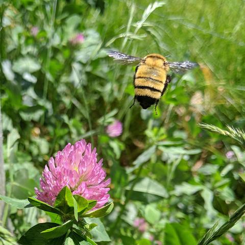 A photo of a Nevada Bumblebee flying away from a red clover flower. The flower cluster is pink. The bee is mostly furry yellow with a black butt and black stripes, and black translucent wings.